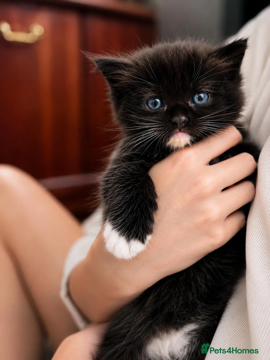 Ragdoll cats for sale: Ragdoll tuxedo black & white - Advert 1