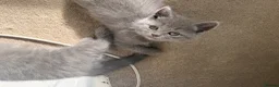 British Shorthair cats for sale: British short hair fluffy kittens,London based - Advert 3
