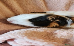 Guinea Pig rodents for sale: Sweet boy needing new home - Image 3