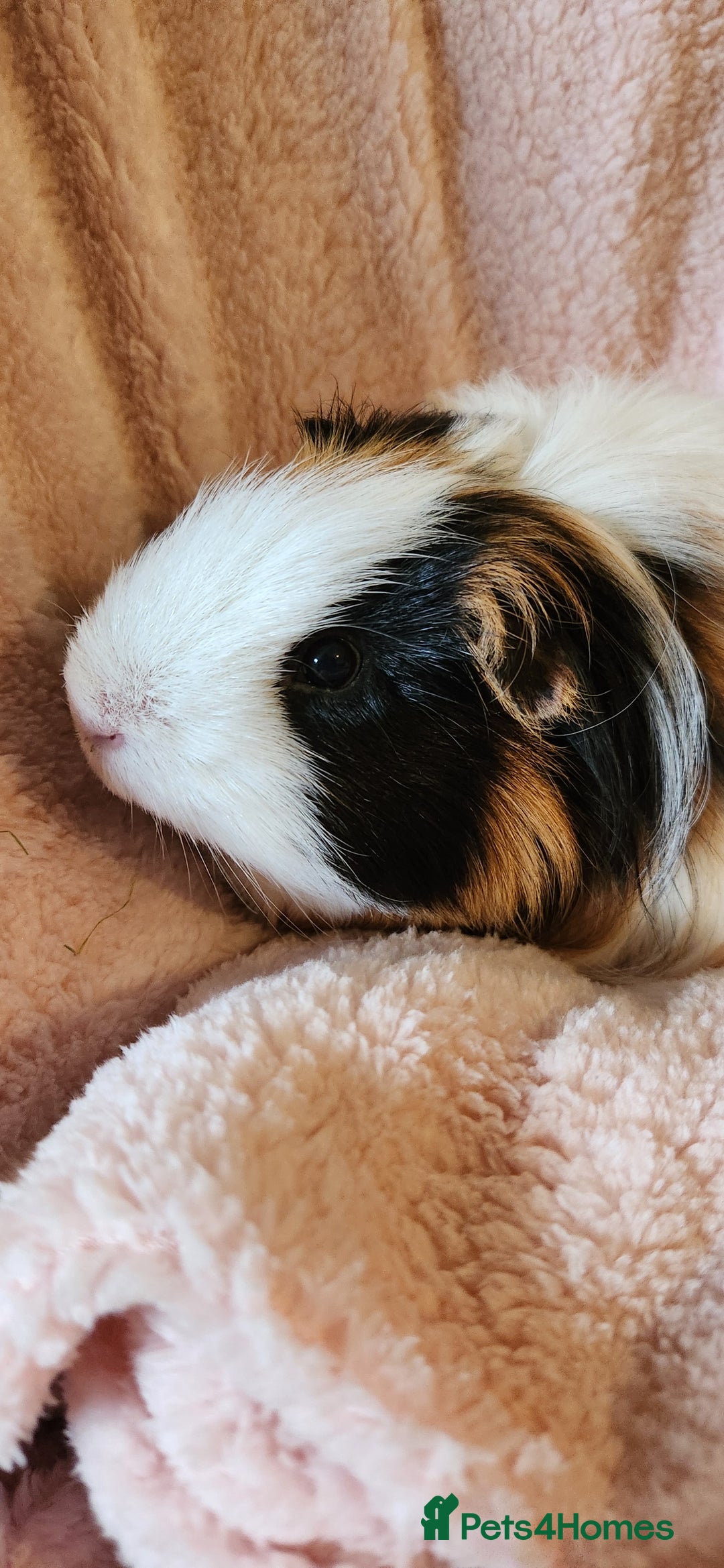 Guinea Pig rodents for sale: Sweet boy needing new home - Image 3