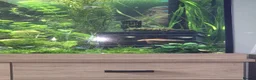 Plecos fish for sale:  breeding pair of super red bristlenose plecos  - Advert 6