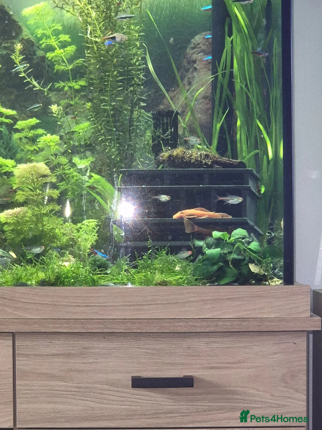 Plecos fish for sale:  breeding pair of super red bristlenose plecos  - Advert 6