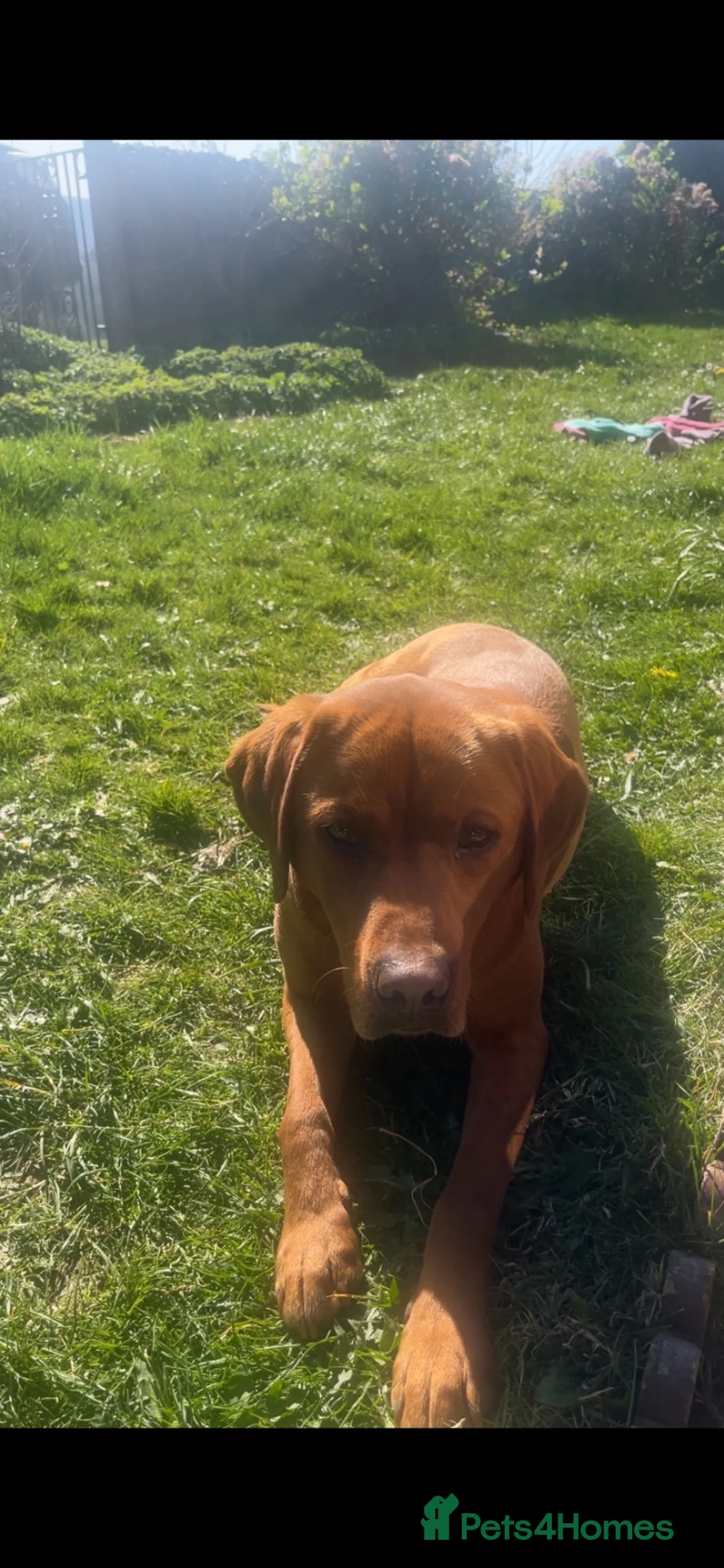 Borador dogs for sale: Borador puppies, labrador cross collie - Advert 22
