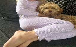 Shihpoo dogs for sale: 9month old shihpoo - Image 1