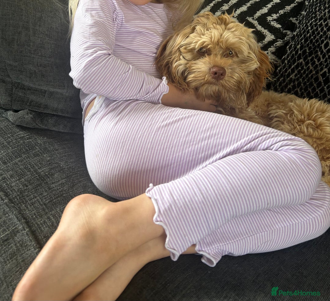 Shihpoo dogs for sale: 9month old shihpoo - Image 1