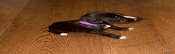 Mixed Breed dogs for sale: Stunning F1 Beddy Whippet Pups — Hearts Will Melt - Advert 27