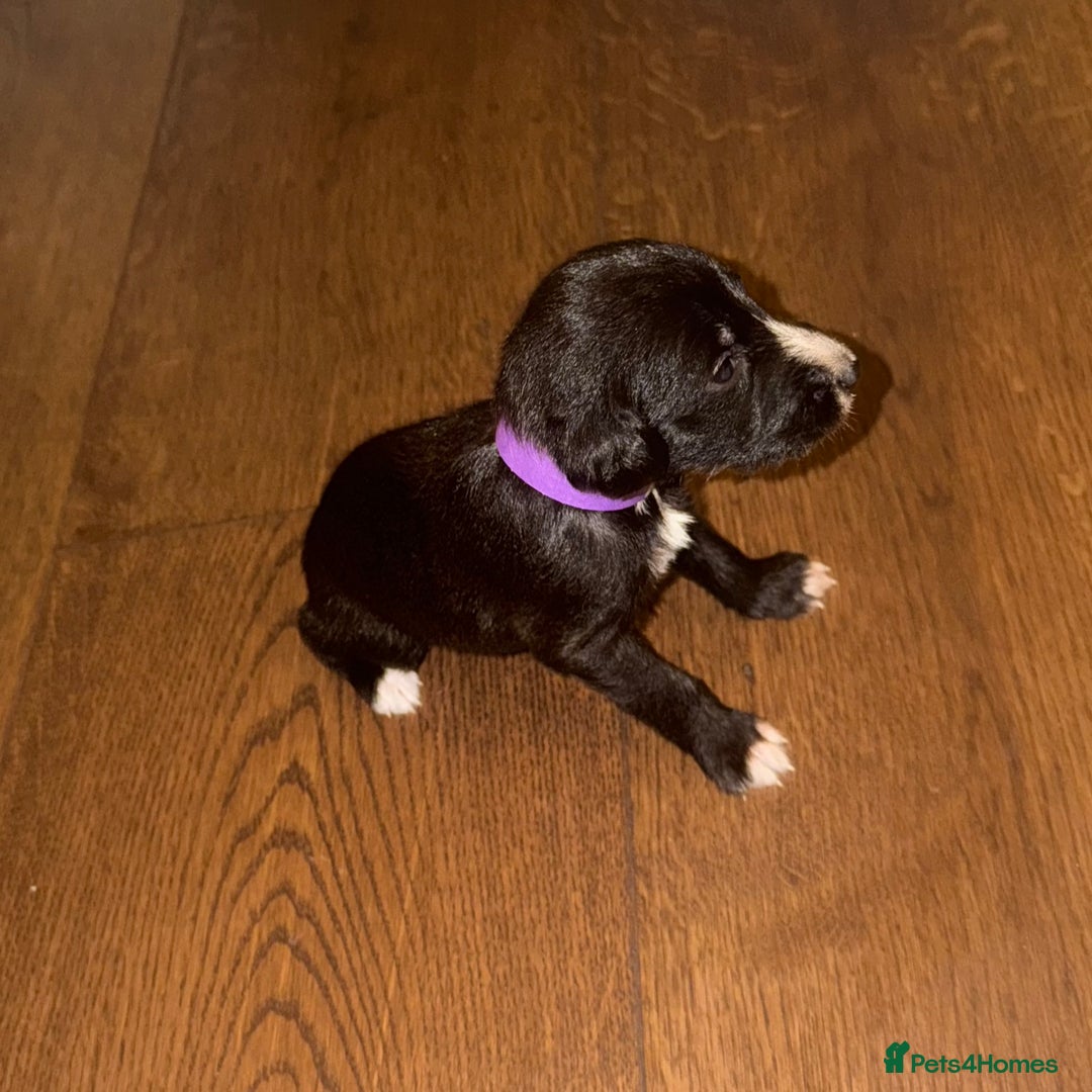 Mixed Breed dogs for sale: Stunning F1 Beddy Whippet Pups — Hearts Will Melt - Advert 27