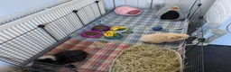 Guinea Pig rodents for sale: Pair of Male Guinea Pigs for Sale - Advert 2