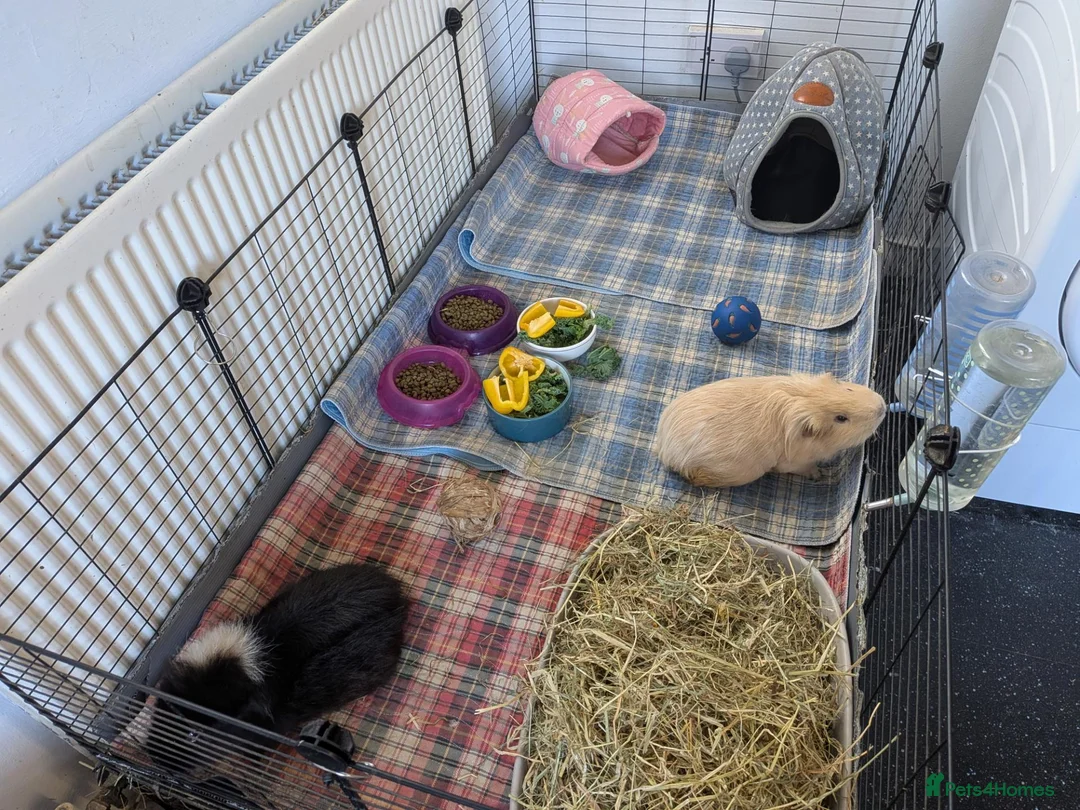 Guinea Pig rodents for sale: Pair of Male Guinea Pigs for Sale - Advert 2