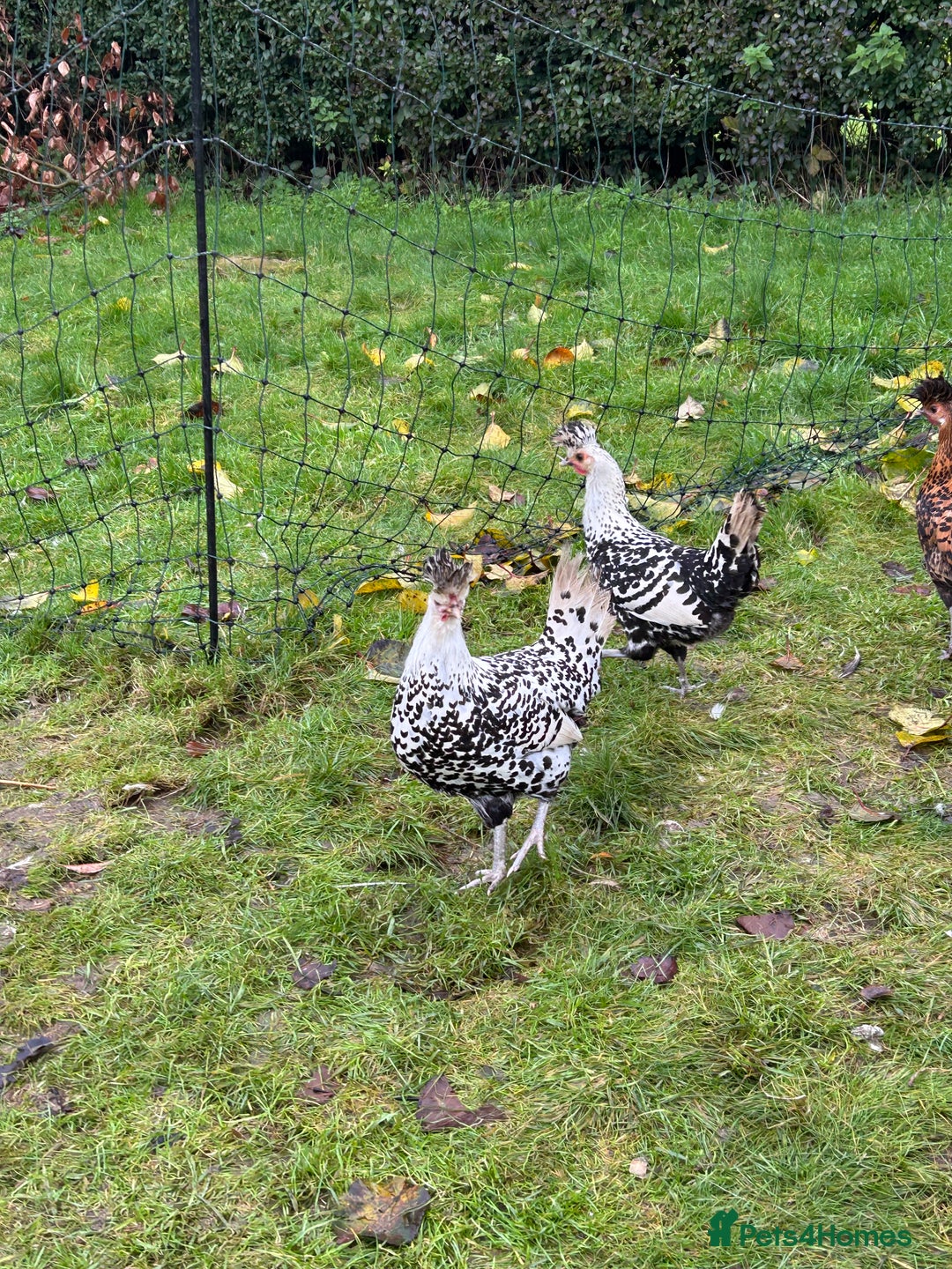 Chickens poultry for sale: Silver appenzeller hens  - Advert 4