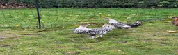 Chickens poultry for sale: Silver appenzeller hens  - Advert 4
