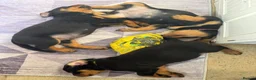 Rottweiler dogs for sale: 3 Male Rottweiler puppies  in Worksop - Advert 6