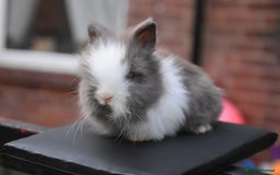 Mixed Breed rabbits for sale: Baby Lionheads Looking For Homes  - Image 6