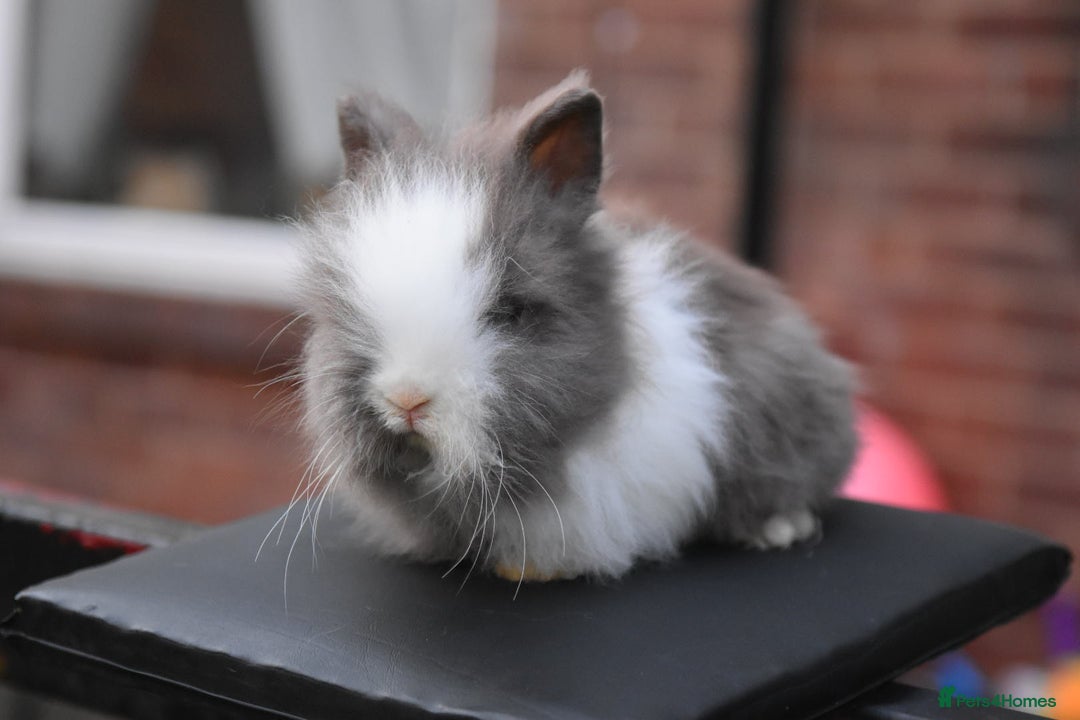 Mixed Breed rabbits for sale: Baby Lionheads Looking For Homes  - Image 6