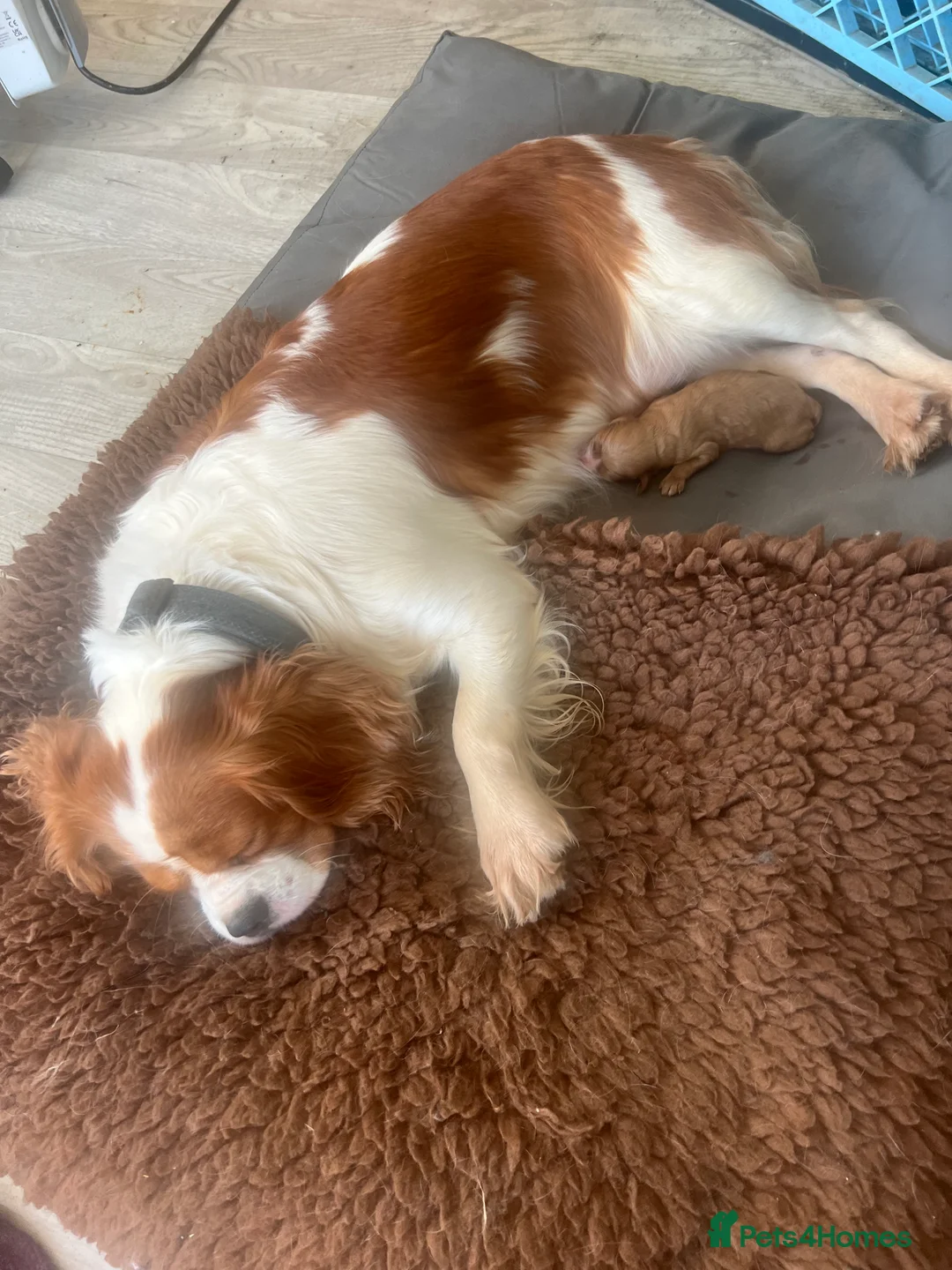 Cavapoo dogs for sale: One Gorgeous Apricot Cavapoo Boy  - Advert 3