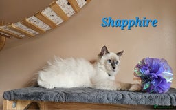 Ragdoll cats for sale: Only 2 girls left,Champion blood, TICA kittens in Nelson - Image 8