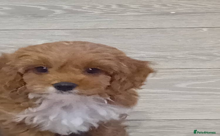Cavapoo dogs - Advert 13