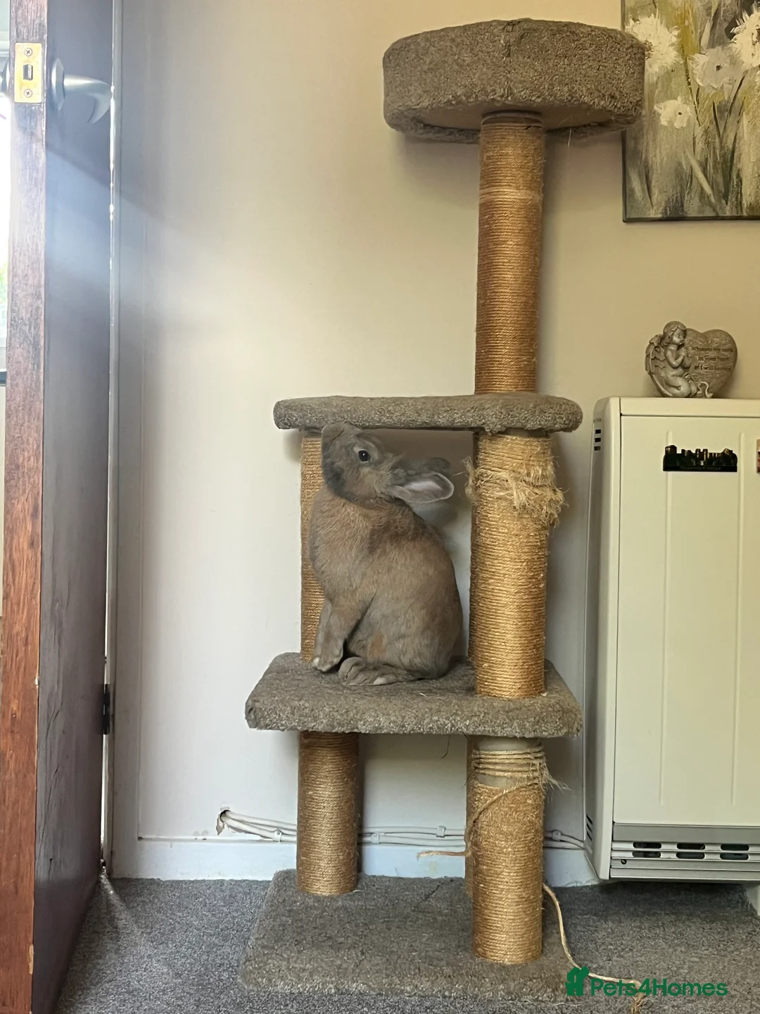 Lionhead rabbits for sale: Bowser the lion hesd in Huntingdon - Advert 4