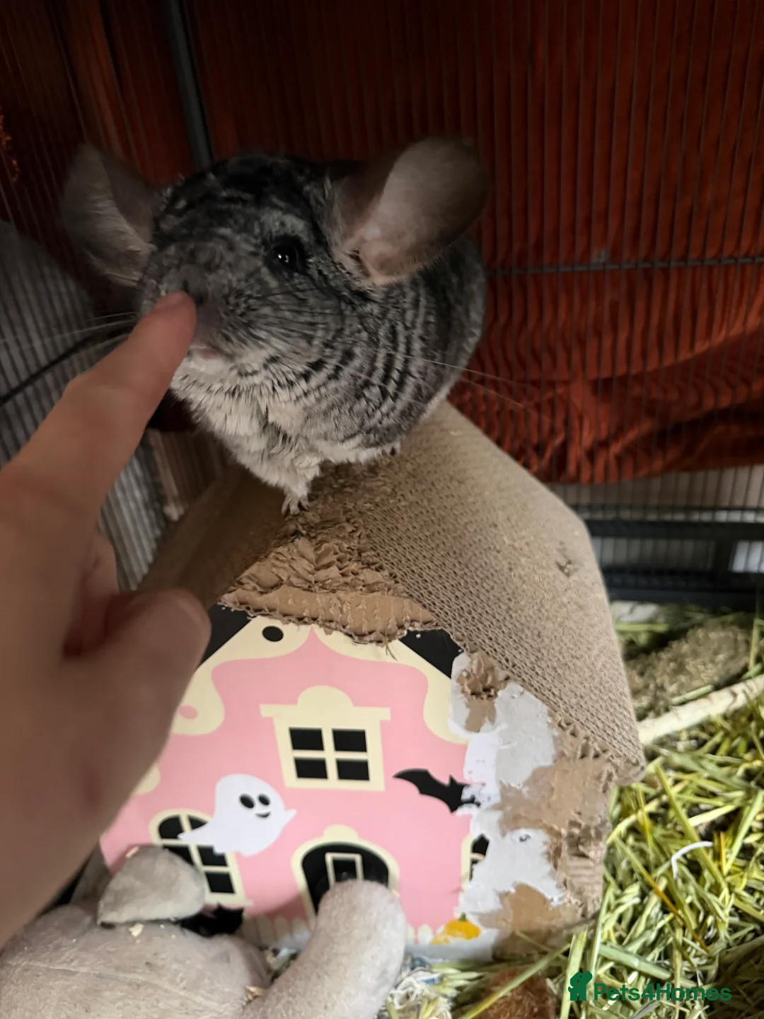 Chinchilla rodents for sale: Chinchilla  in Gloucester - Advert 5
