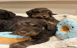 Cockapoo dogs for sale: Gorgous F1 chocolate and tan cockapoo puppies  - Image 6