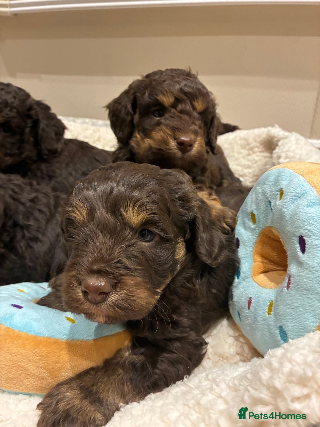 Cockapoo dogs for sale: Gorgous F1 chocolate and tan cockapoo puppies  - Image 6