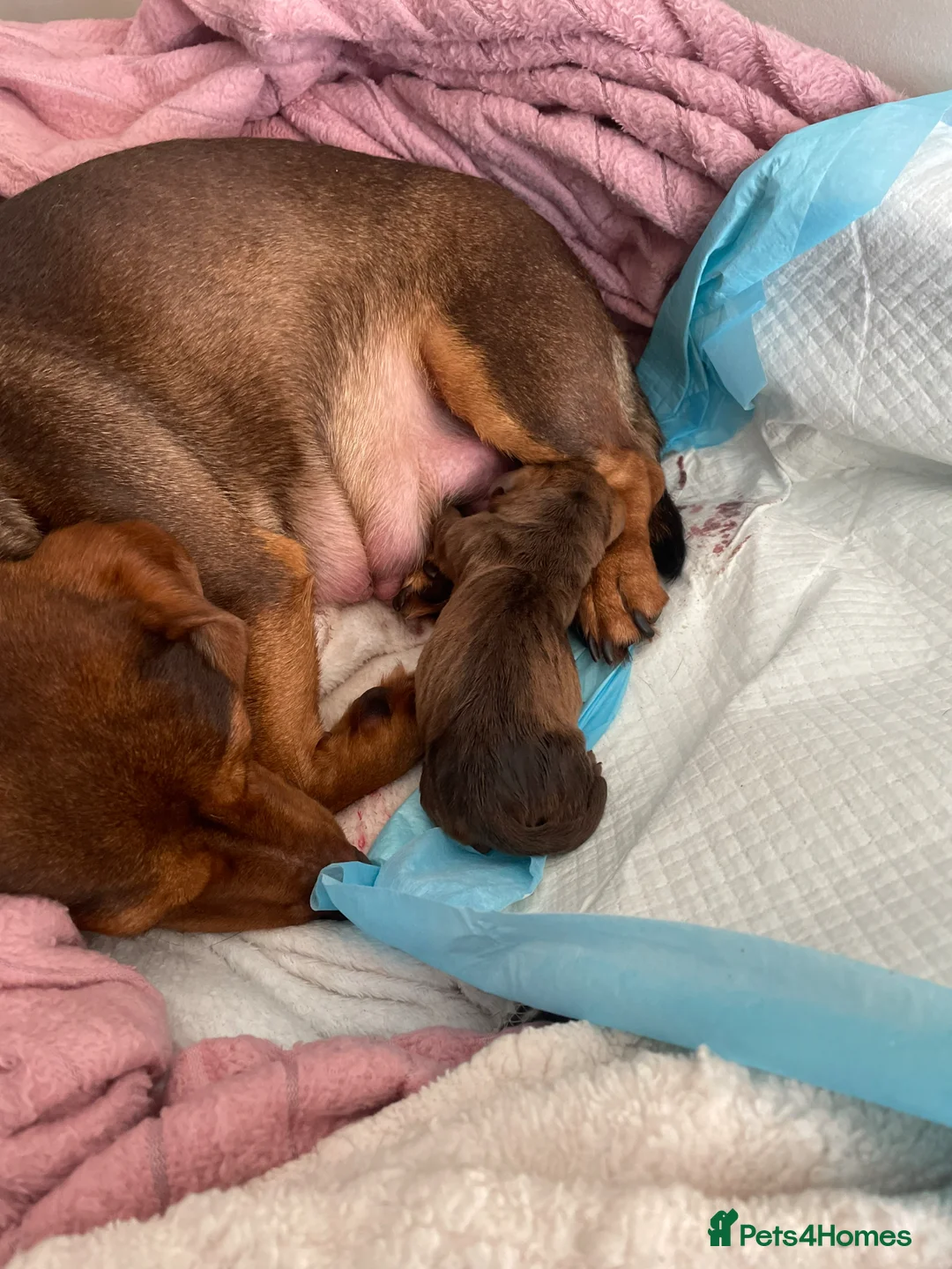 Miniature Dachshund dogs for sale: Min dash hound boy for sale  - Advert 2
