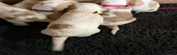 Cocker Spaniel dogs for sale: Working cocker spaniels  - Advert 16