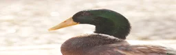 Ducks poultry for sale: 3 male runner ducks needing a new home - Advert 4