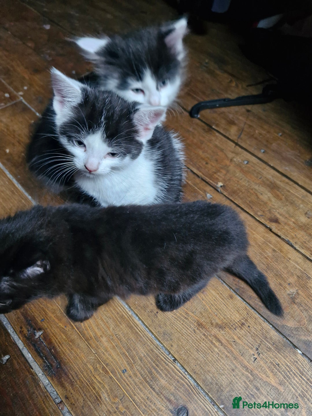 Mixed Breed cats for sale: Kittens  - Image 3