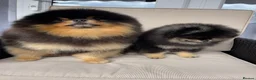 Pomeranian dogs for sale: 👑 Exclusive Rare Black & Tan Boy 👑 - Advert 16