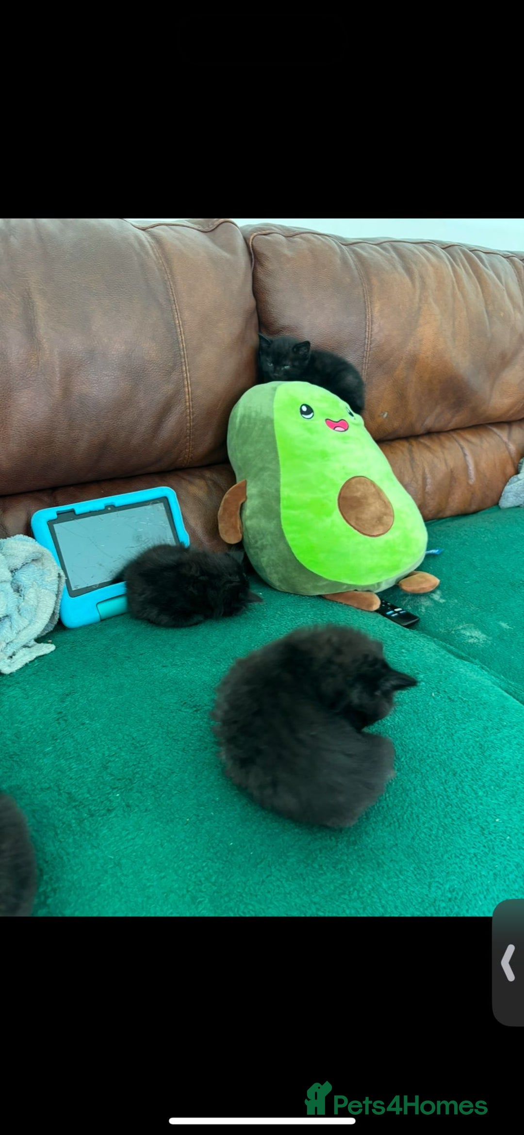 Mixed Breed cats for sale: 7 all black kittens - Image 18