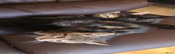 Mixed Breed cats for sale: Kittens ready to go now - Advert 7