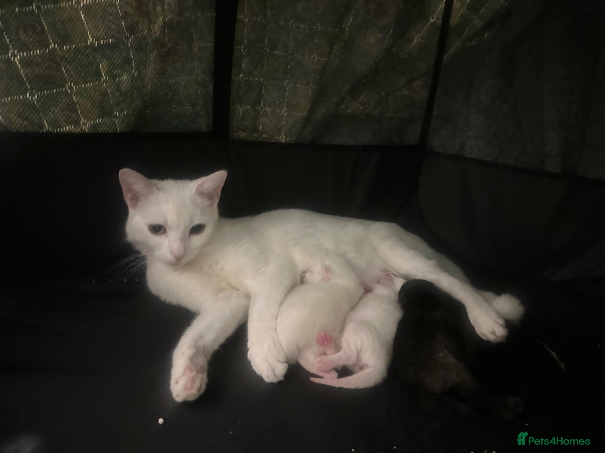 Mixed Breed cats 3 kittens long and short hairs  - Advert 1
