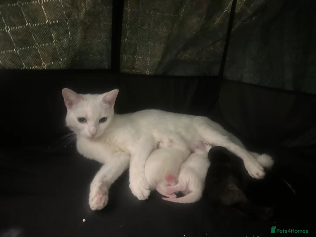 Mixed Breed cats for sale: 3 kittens long and short hairs  - Advert 1