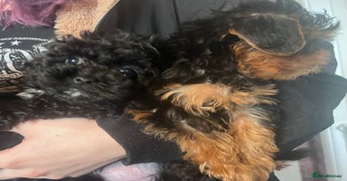 Yorkiepoo dogs - Advert 12