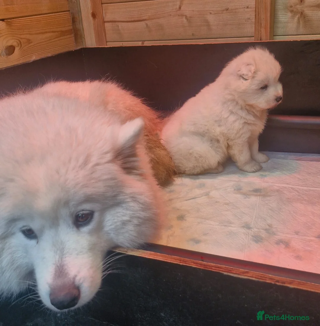 Samoyed dogs for sale: A beautiful little Samoyed girl for sale in Ashbourne - Advert 5