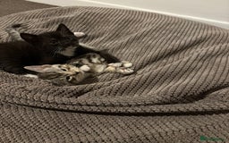 Mixed Breed cats for sale: Two boys (best friends)  - Image 1