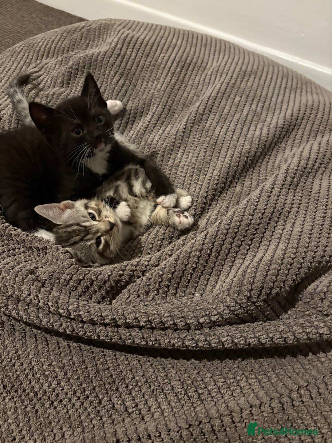 Mixed Breed cats for sale: Two boys (best friends)  - Image 1