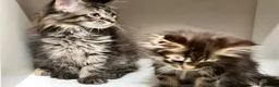 Maine Coon cats for sale: Pedigree Maine coons - Advert 12