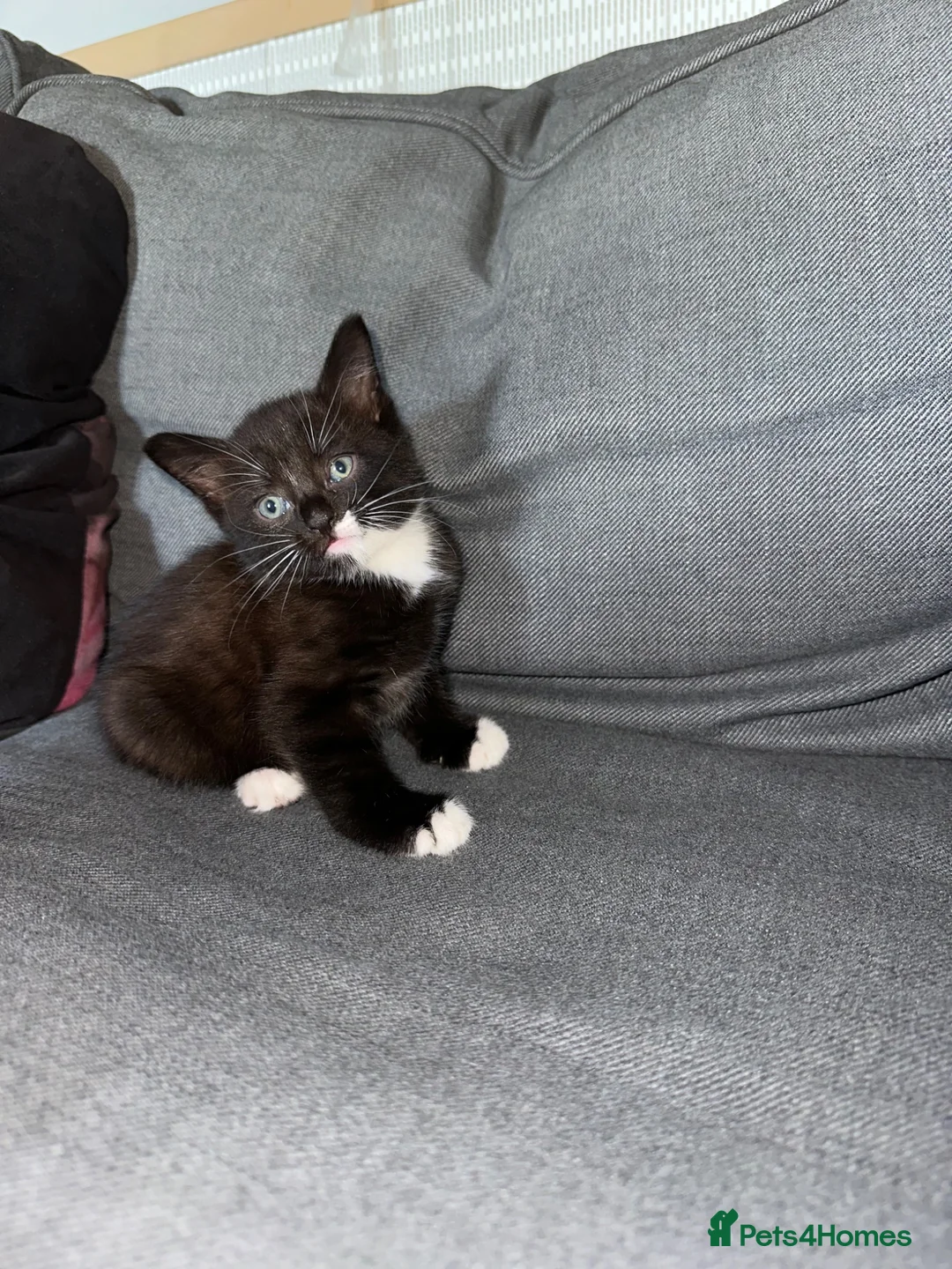 Mixed Breed cats for sale: 5 tuxedo kittens for sale - Advert 2
