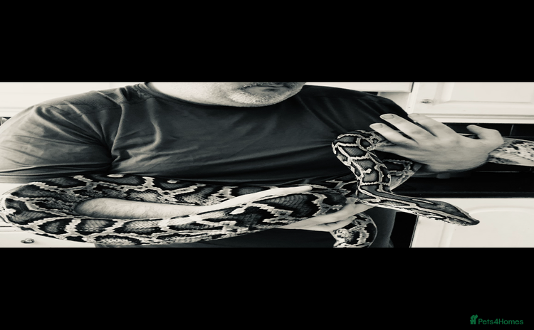 Python Snake reptiles - Advert 1
