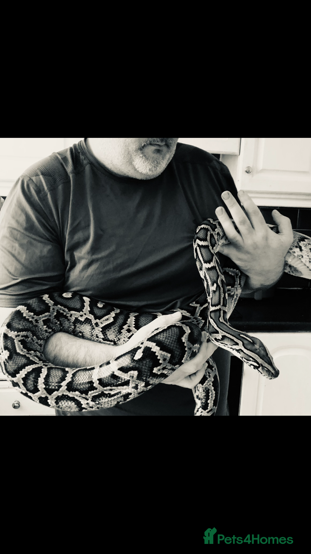 Python Snake reptiles for sale: Make burmoise python  - Image 1