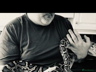 Python Snake reptiles - Advert 31