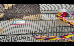 Budgerigars birds for sale: Budgies and cage all together - Image 7