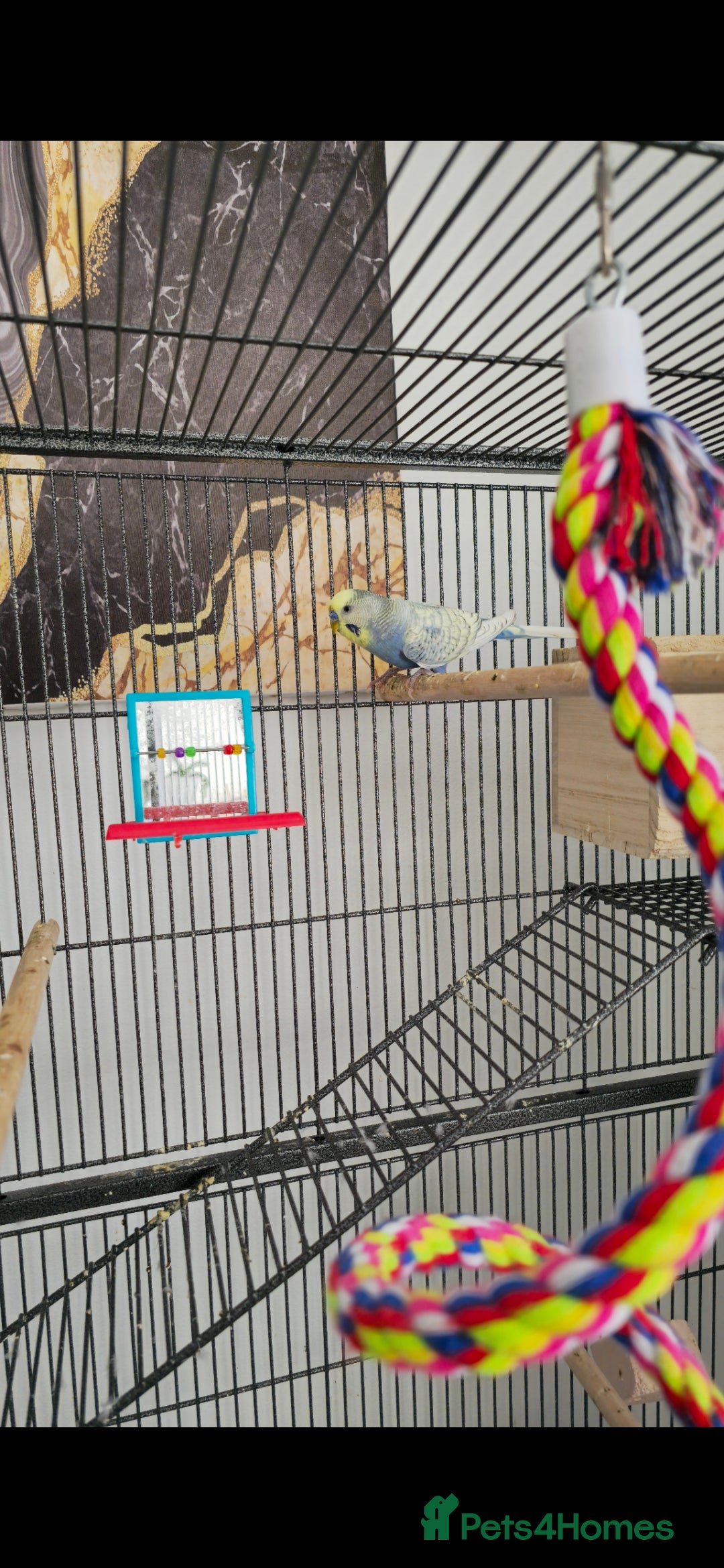 Budgerigars birds for sale: Budgies and cage all together - Image 7