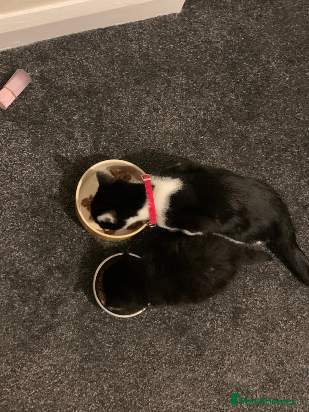 Mixed Breed cats for sale: 1 Male Long Haired Kitten left - Advert 4