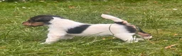 Fox Terrier dogs for sale: Beautiful top bloodline male available  - Advert 3