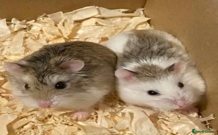 Hamster rodents - Advert 1