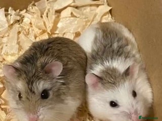 Hamster rodents - Advert 16