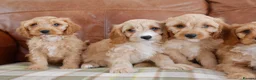 Cavapoo dogs for sale: Well bred Health Tested F1 Cavapoo Puppies - Advert 3